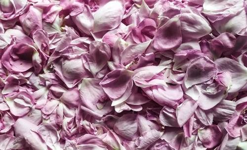 PÉTALES DE ROSES